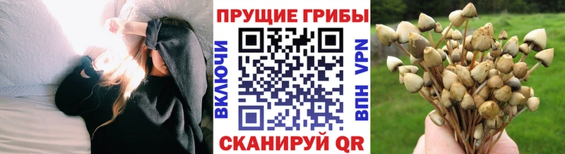 Купить где  Шилка  Галлюциногенные грибы Psilocybine cubensis 